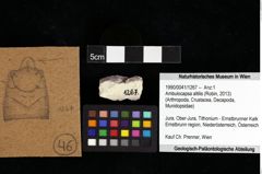 Foto (Objket + Etiketten) von Ambulocapsa altilis (Robin, 2013) 